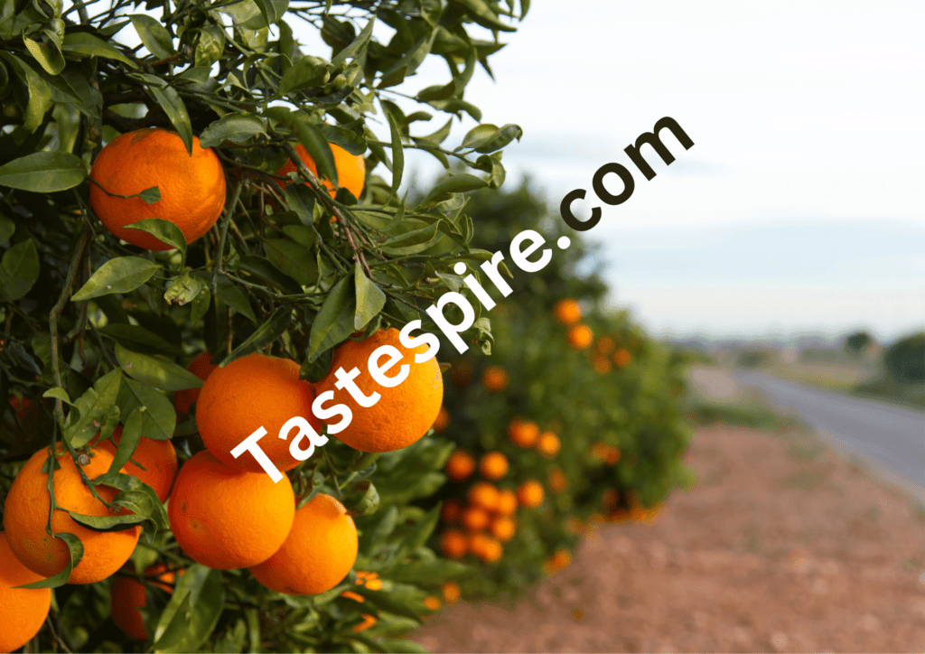 Valencia Oranges