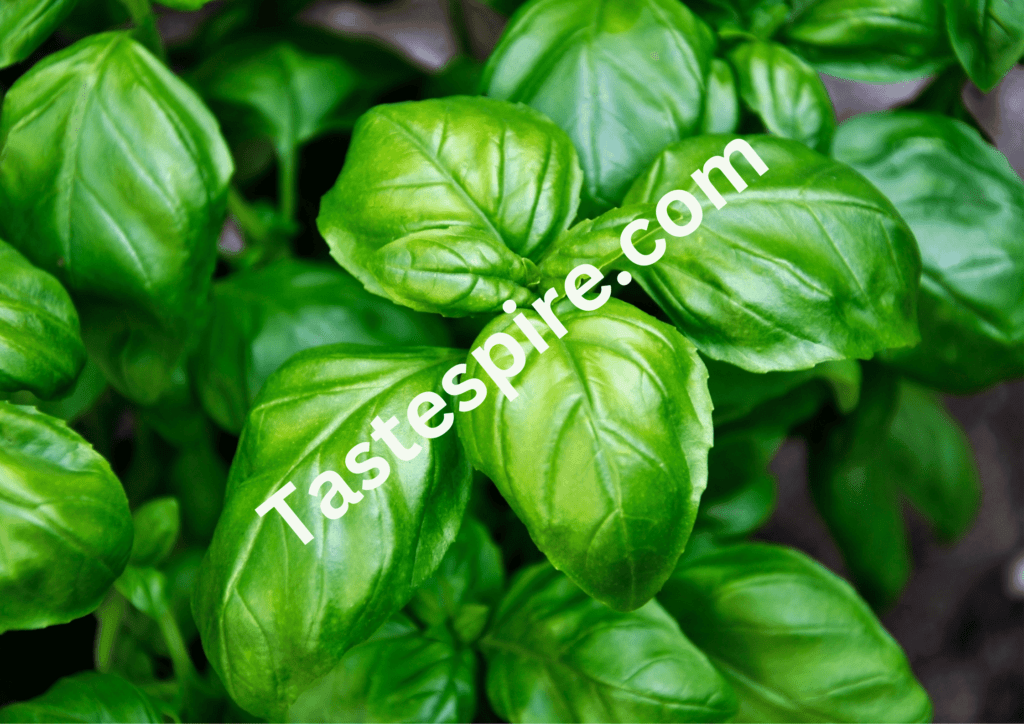 Basil